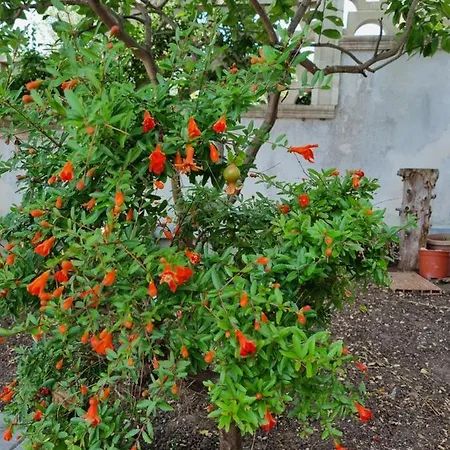 Tre Cuori فيلة *