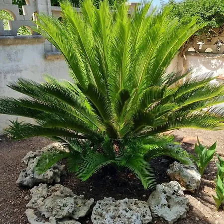 Tre Cuori فيلة *